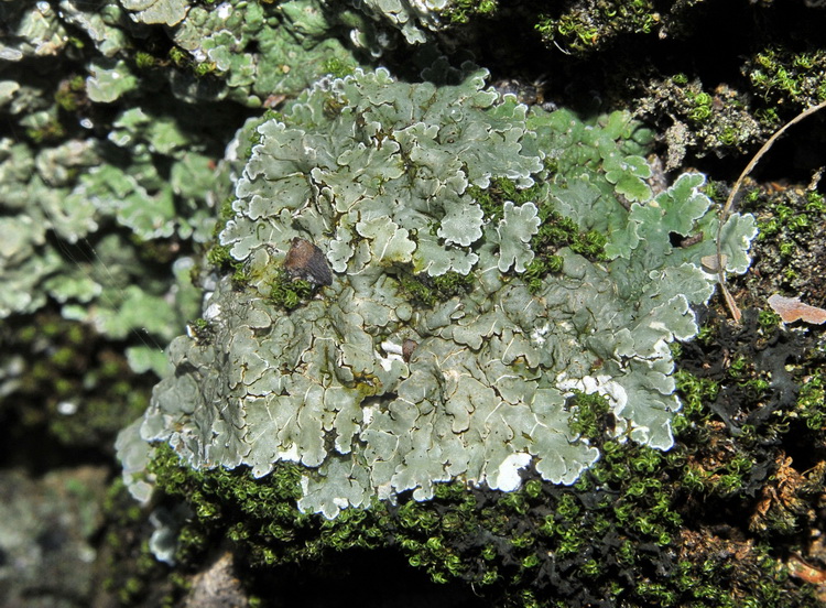 Squamarina sp - Lichene sopra arenaria